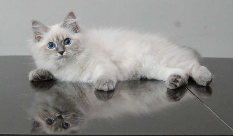 Agata Siberian female blue tabby pointed - Full Payment - live animals