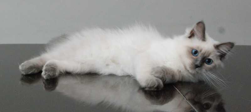 Agasha Siberian female blue pointed - live animals