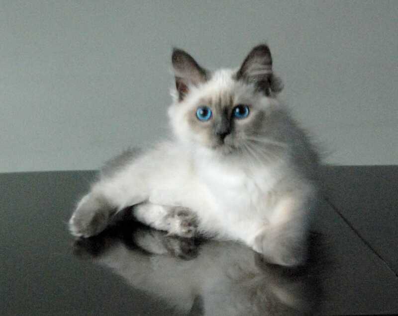 Agasha Siberian female blue pointed - live animals