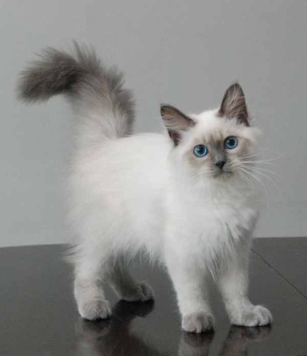 Agasha Siberian female blue pointed - live animals
