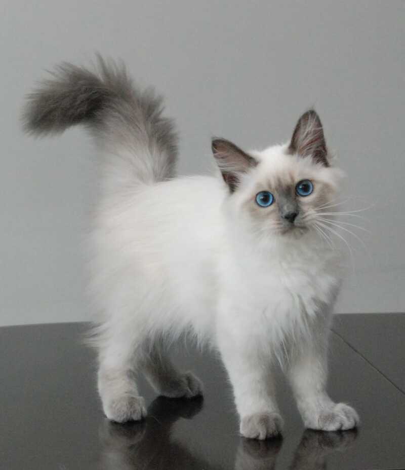 Agasha Siberian female blue pointed - live animals