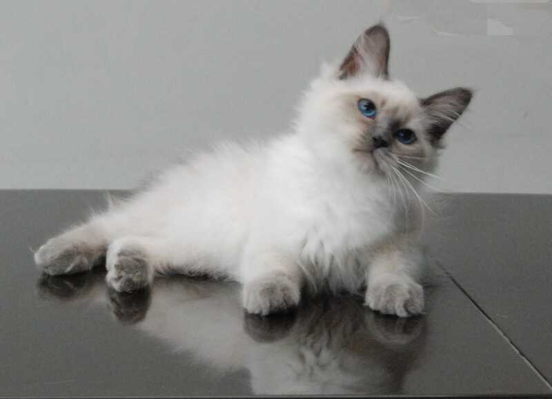 Agasha Siberian female blue pointed - live animals