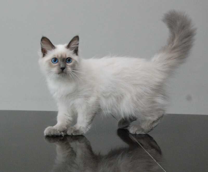 Agasha Siberian female blue pointed - live animals