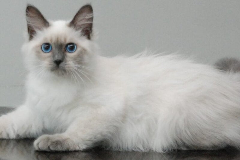 Agasha Siberian female blue pointed - live animals