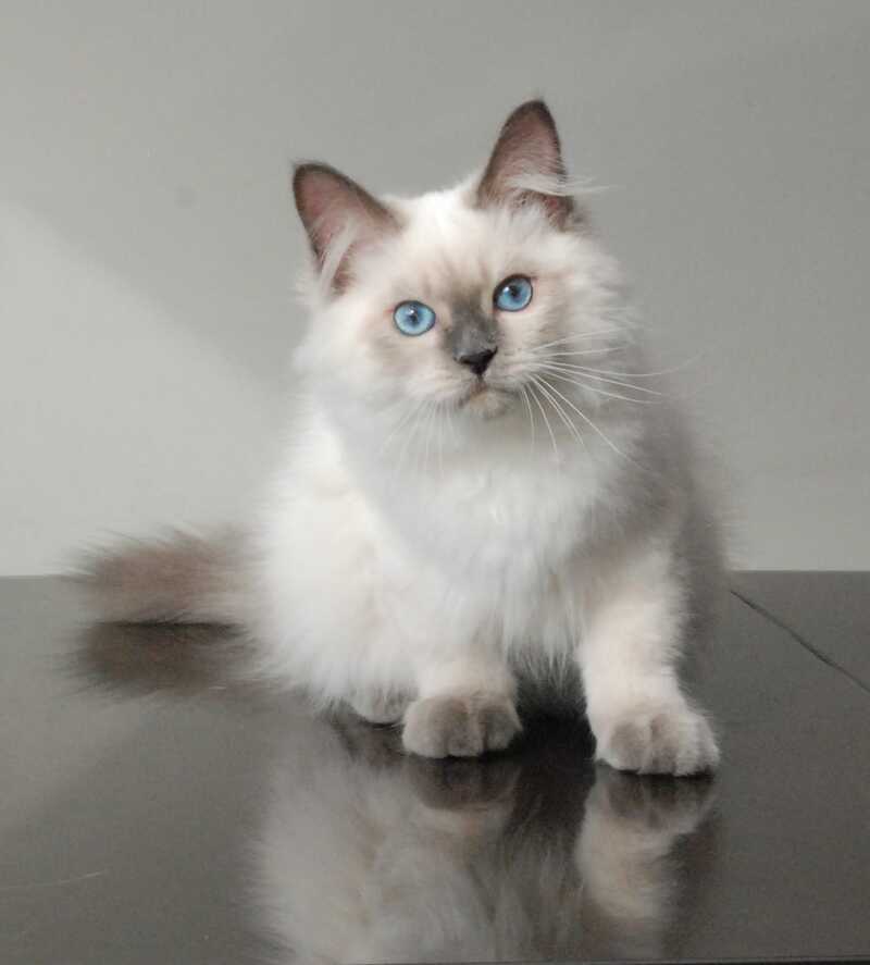 Almaz Siberian male blue pointed - live animals