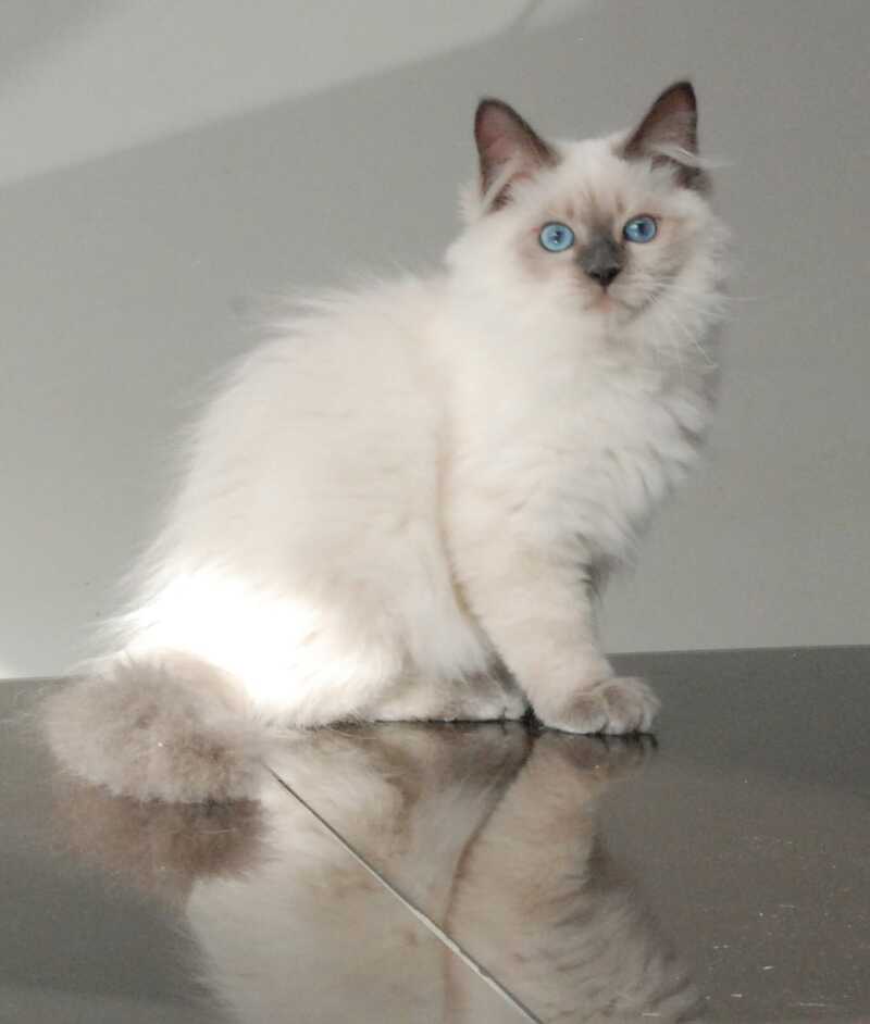 Almaz Siberian male blue pointed - live animals