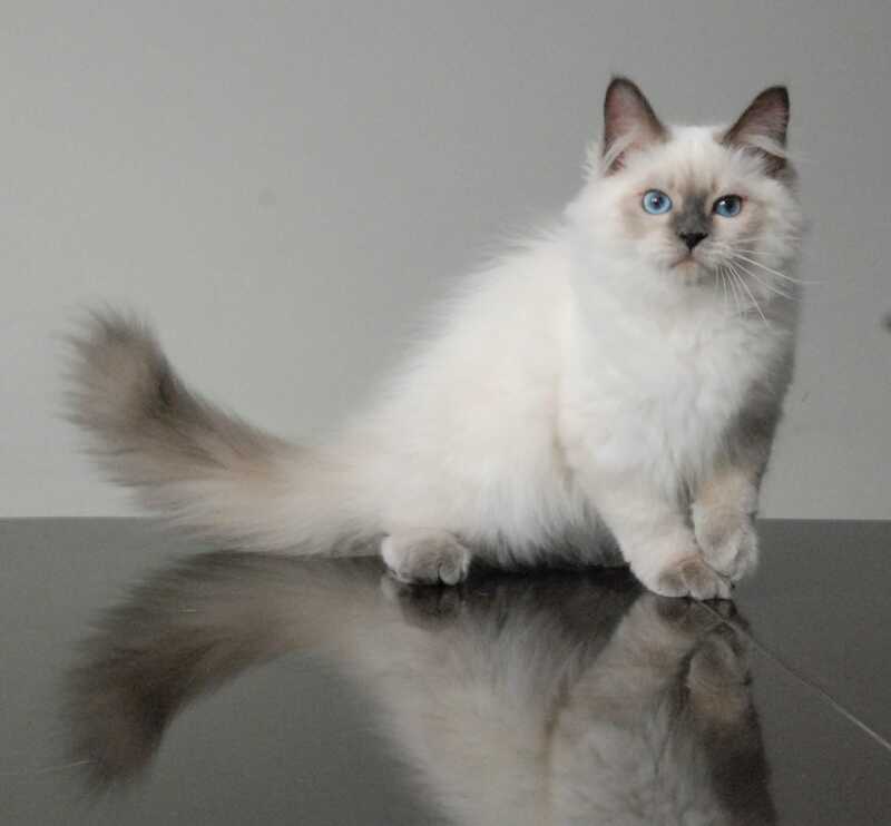 Almaz Siberian male blue pointed - live animals