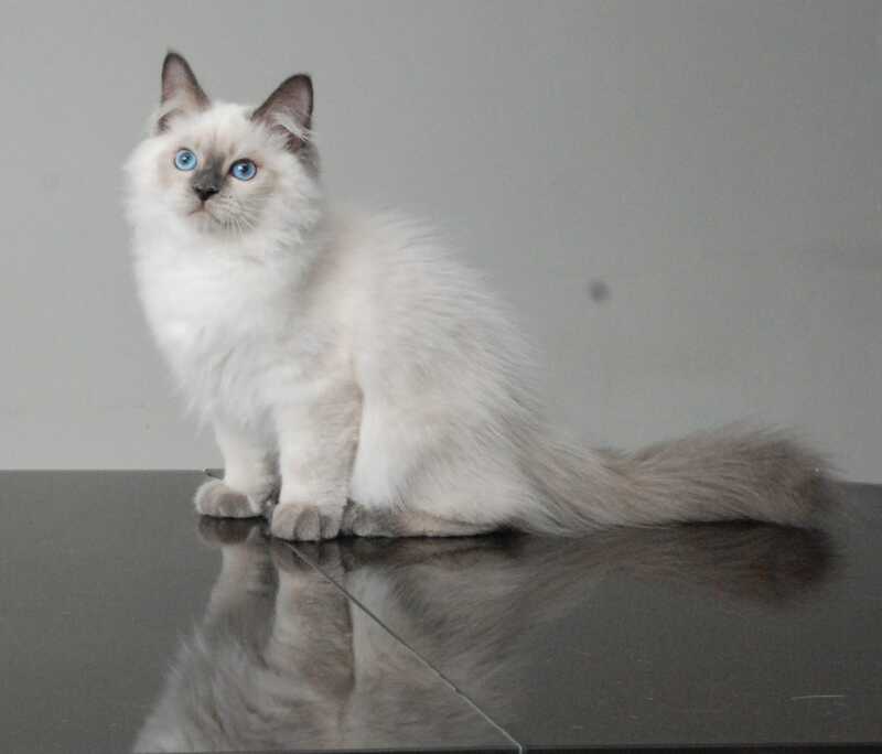 Almaz Siberian male blue pointed - live animals