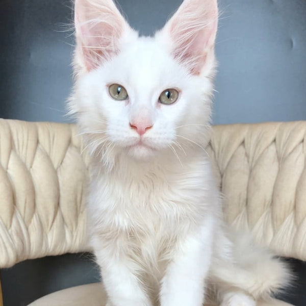 Xanti Maine Coon male, white