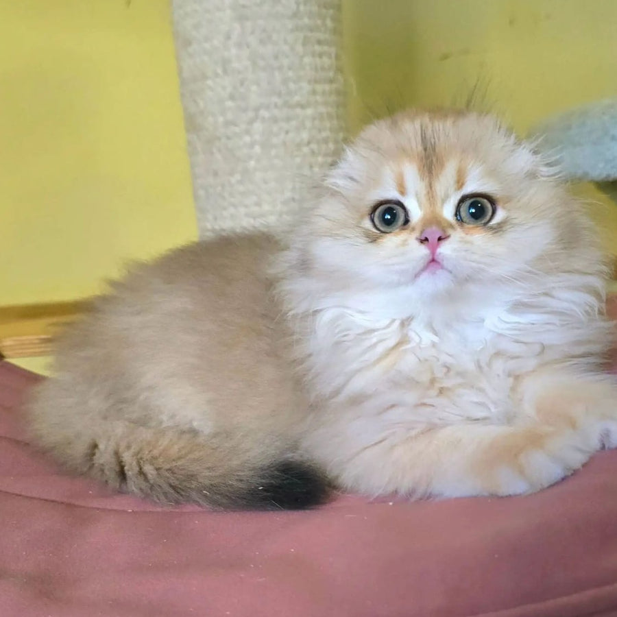 Emir Scottish Fold male, black golden shaded