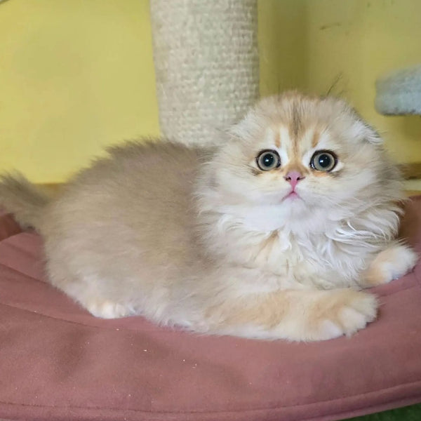 Emir Scottish Fold male, black golden shaded