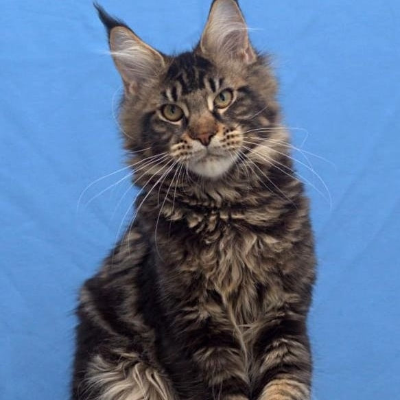 Ceasar Maine Coon polydactyl 6x6x6x6 male, black tabby