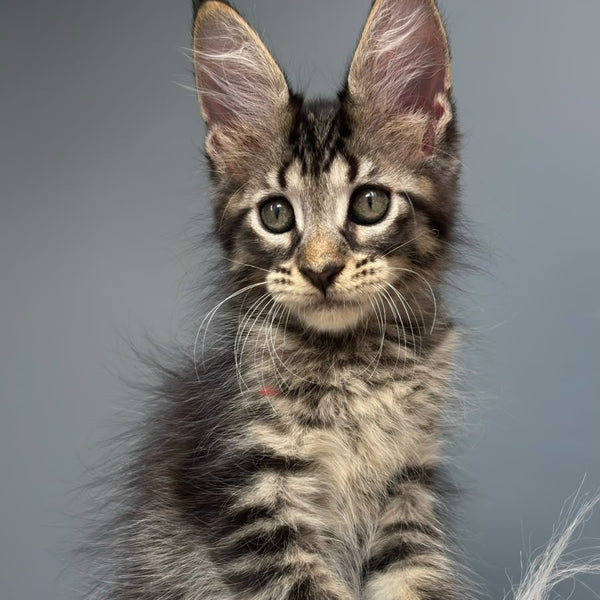 Cookie Maine Coon male, black spotted tabby