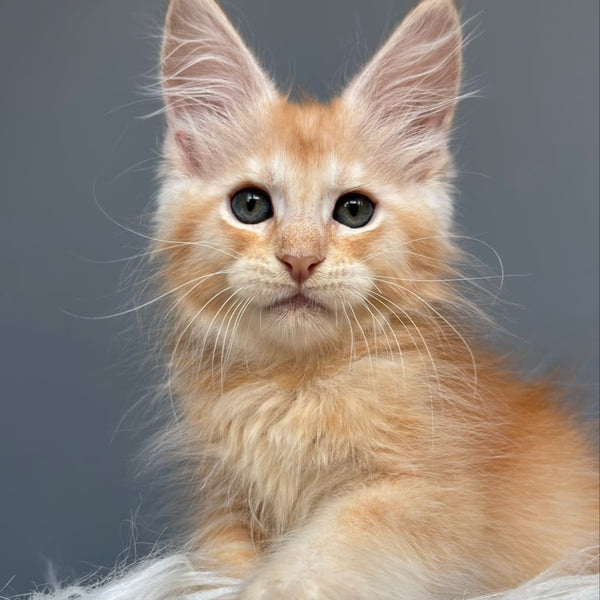 Chiko Maine Coon male, red silver ticked tabby