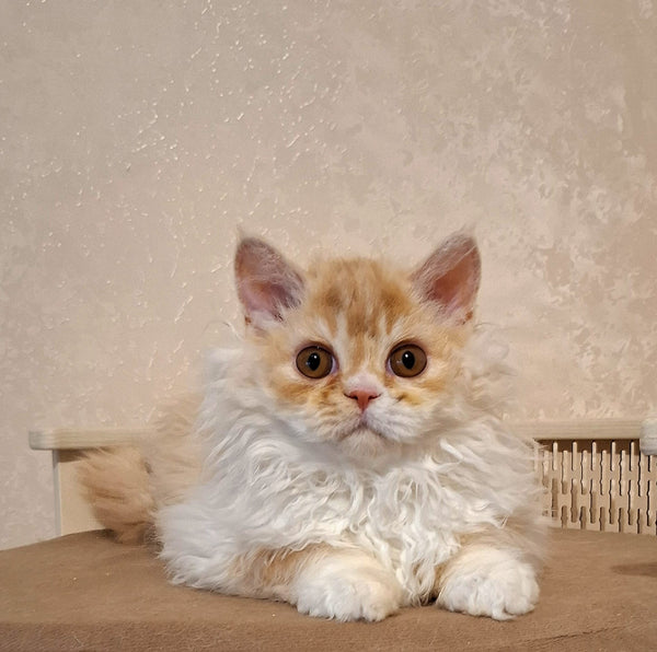 Platosha Selkirk Rex male, red silver bicolour