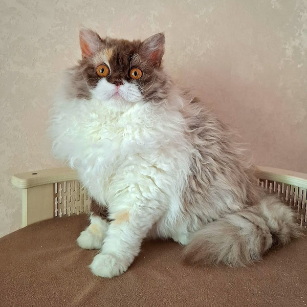 Ohara Selkirk Rex female, chocolate tortie bicolour