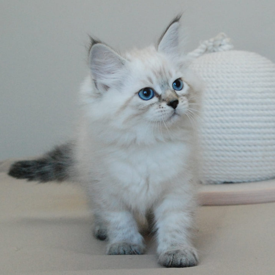 Basya Siberian female, black tabby pointed