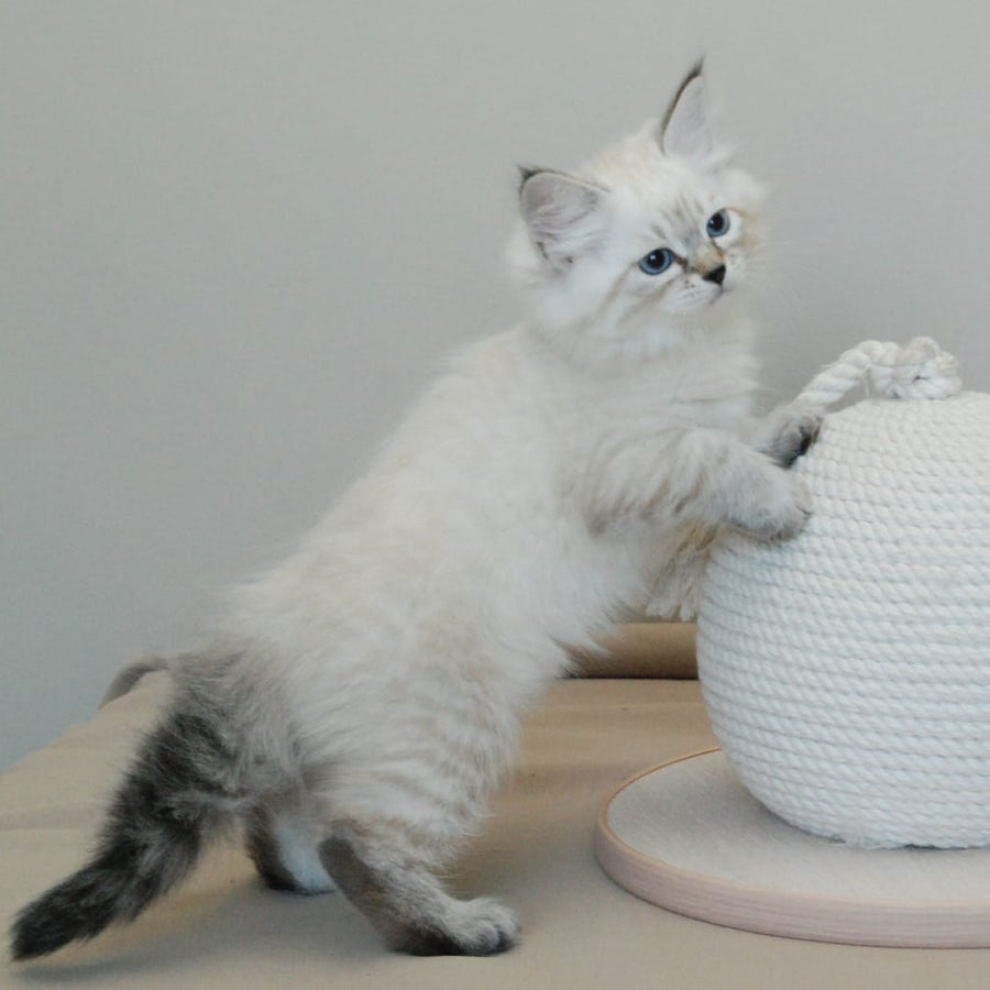 Basya Siberian female, black tabby pointed