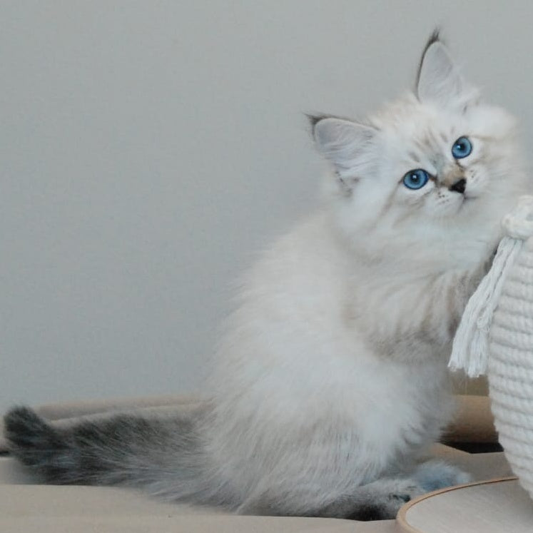 Basya Siberian female, black tabby pointed