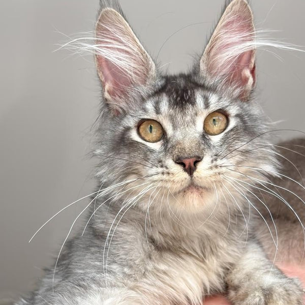 Apollon Maine Coon male, black silver ticked tabby