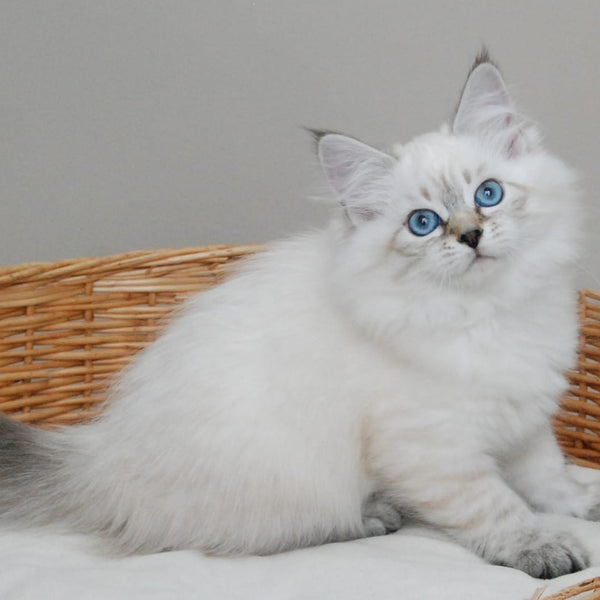 Basya Siberian female, black tabby pointed