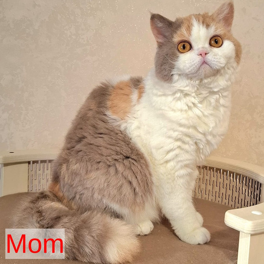 Queen Selkirk Rex female, fawn bicolour