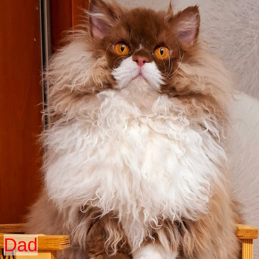 Queen Selkirk Rex female, fawn bicolour