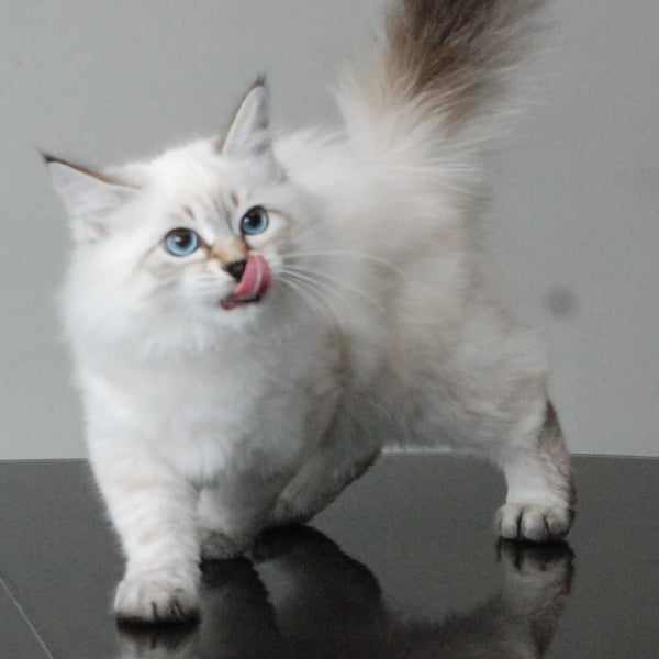 Basya Siberian female, black tabby pointed
