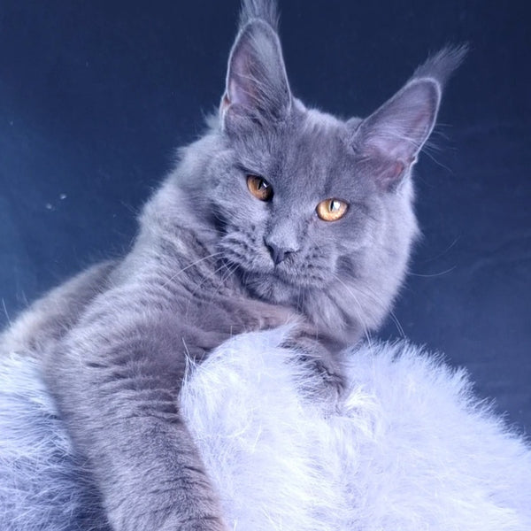 Kali Maine Coon female, blue