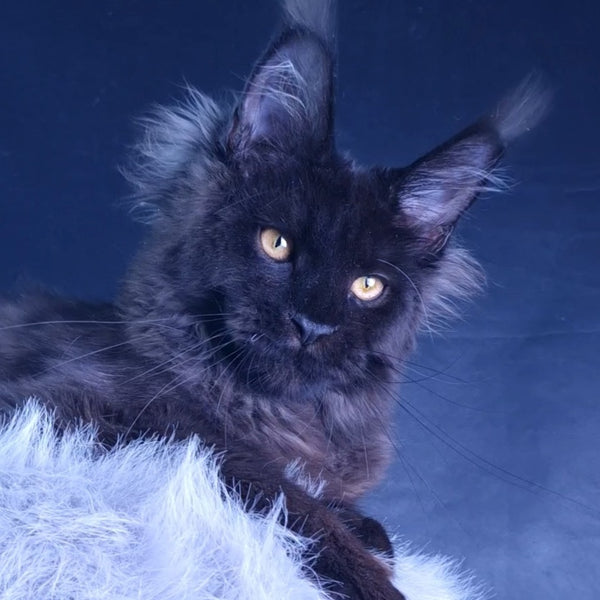 Kristal Lux Maine Coon female, black