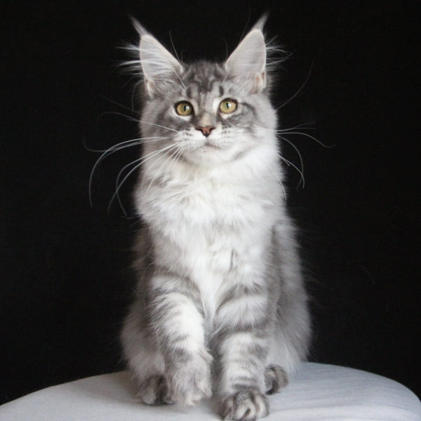 Michel Maine Coon female, blue silver tabby
