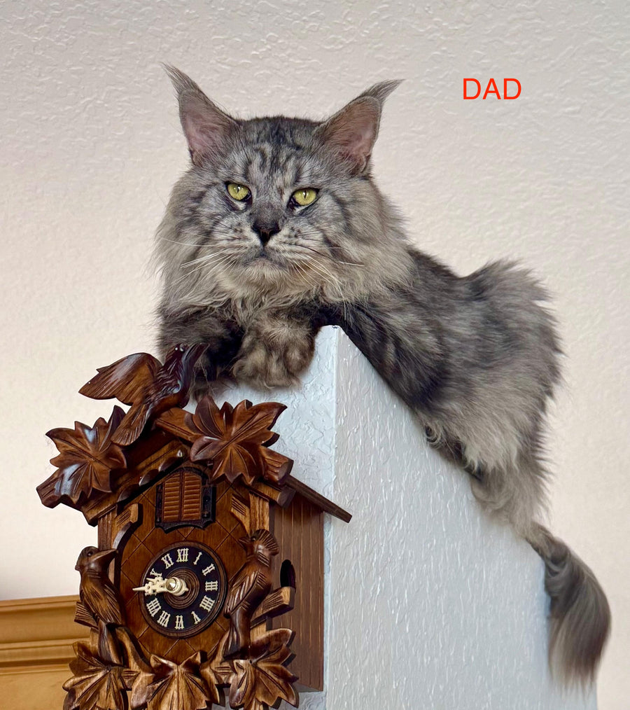 Phoebe Maine Coon female, black silver tabby