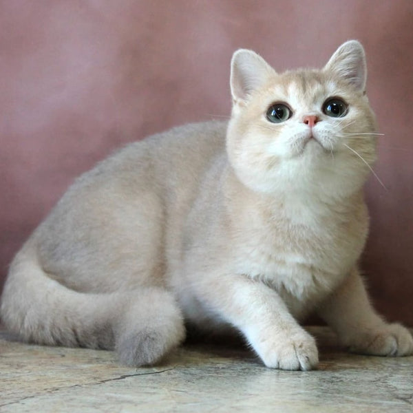 Joy British Shorthair male, lilac golden chinchilla