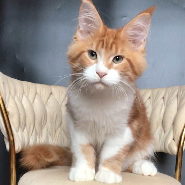 Zahar Maine Coon male, red tabby bicolour