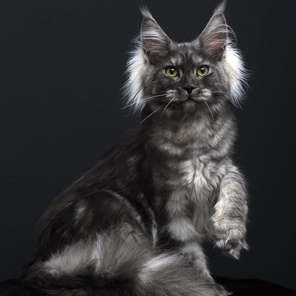 Sabrina Maine Coon female, black silver