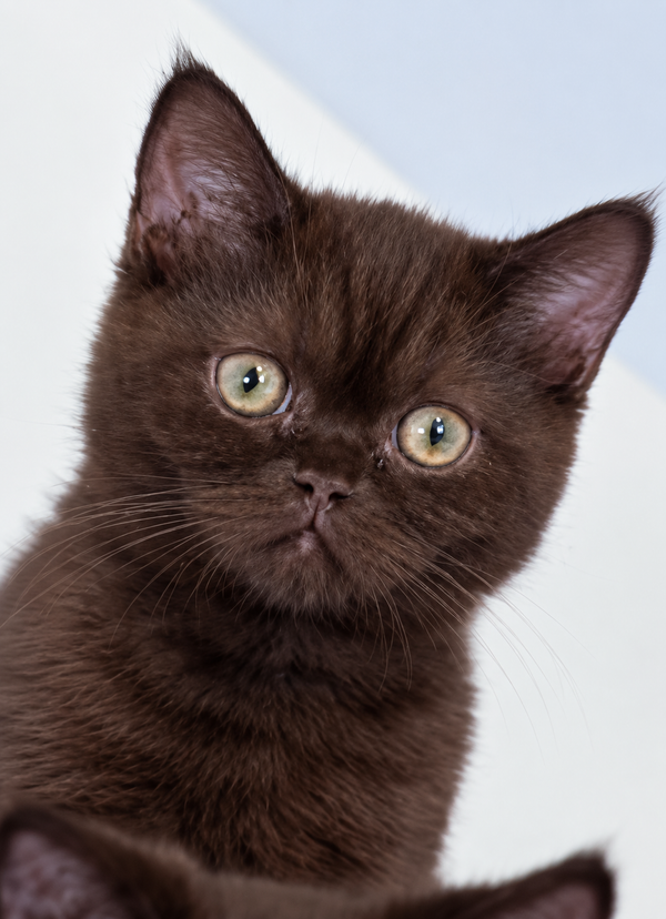 Jennifer British Shorthair female, chocolate
