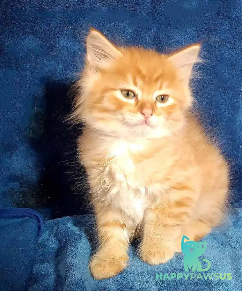 Abbu Siberian male black golden tabby - live animals