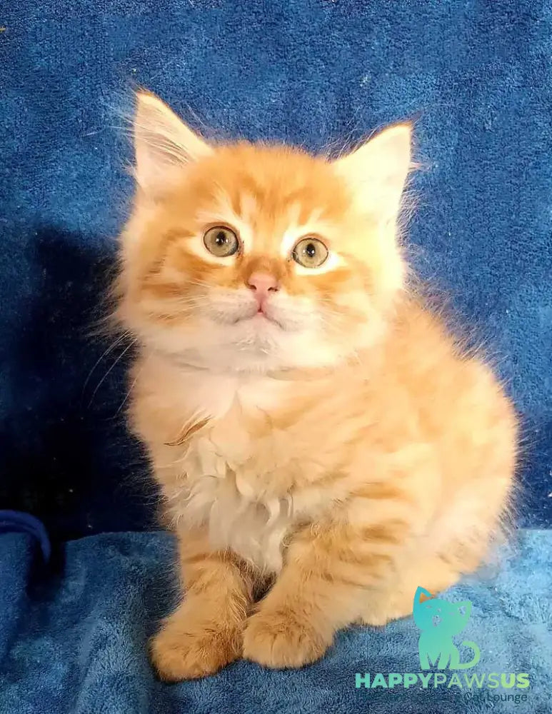 Abbu Siberian male black golden tabby - live animals