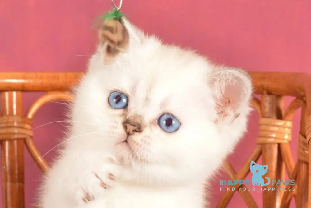 Abel Scottish Straight female chocolate golden shaded pointed live animals