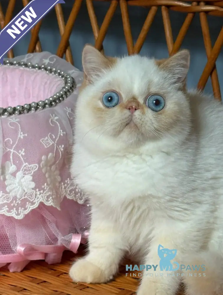 Acapulco Exotic male red tabby pointed live animals