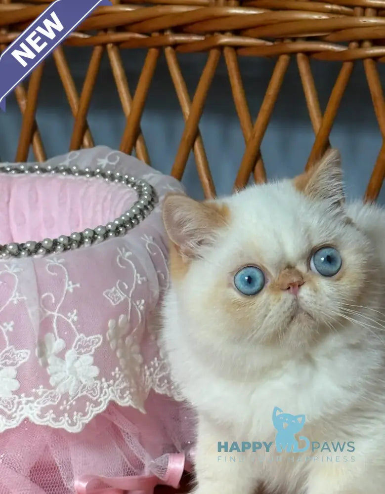 Acapulco Exotic male red tabby pointed live animals