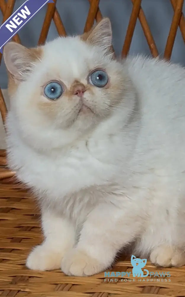 Acapulco Exotic male red tabby pointed live animals