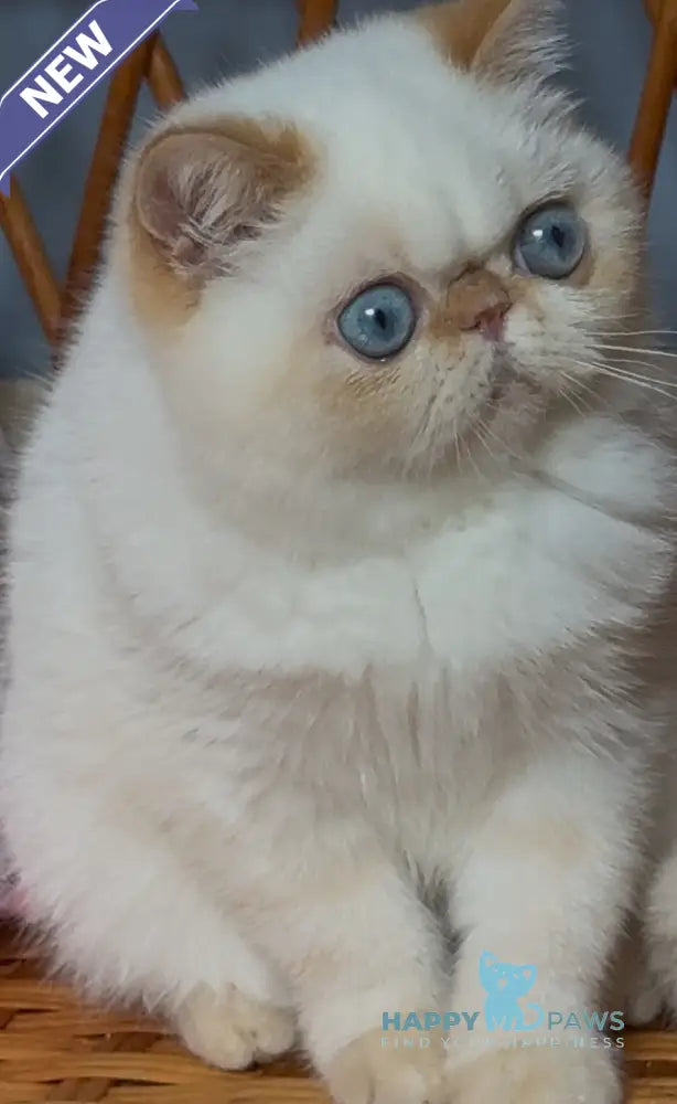 Acapulco Exotic male red tabby pointed live animals