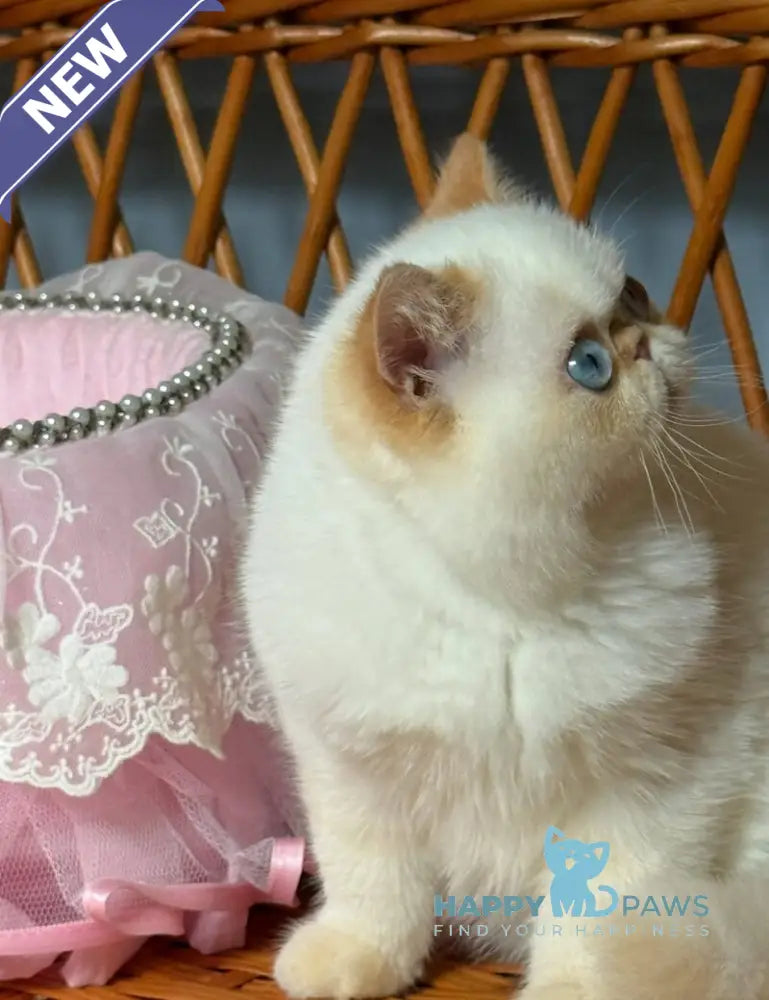 Acapulco Exotic male red tabby pointed live animals