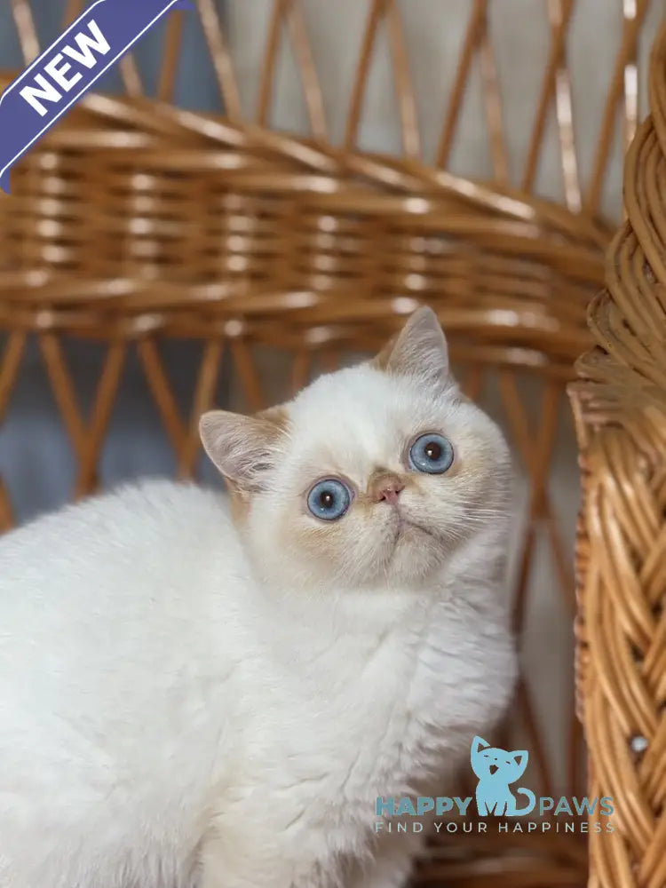 Acapulco Exotic male red tabby pointed live animals