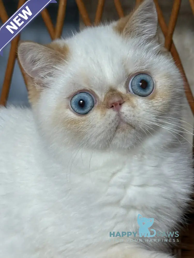 Acapulco Exotic male red tabby pointed live animals