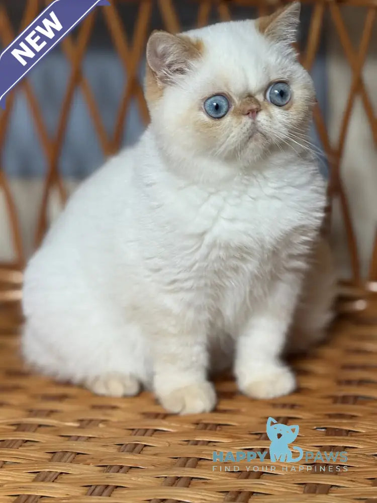 Acapulco Exotic male red tabby pointed live animals