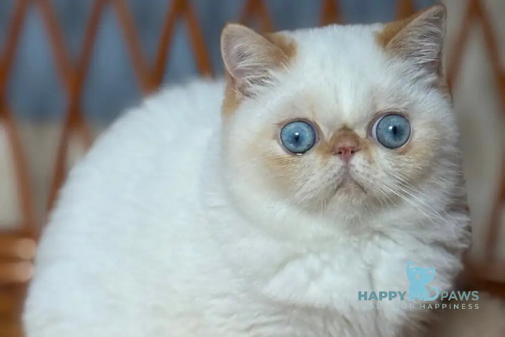 Acapulco Exotic male red tabby pointed live animals