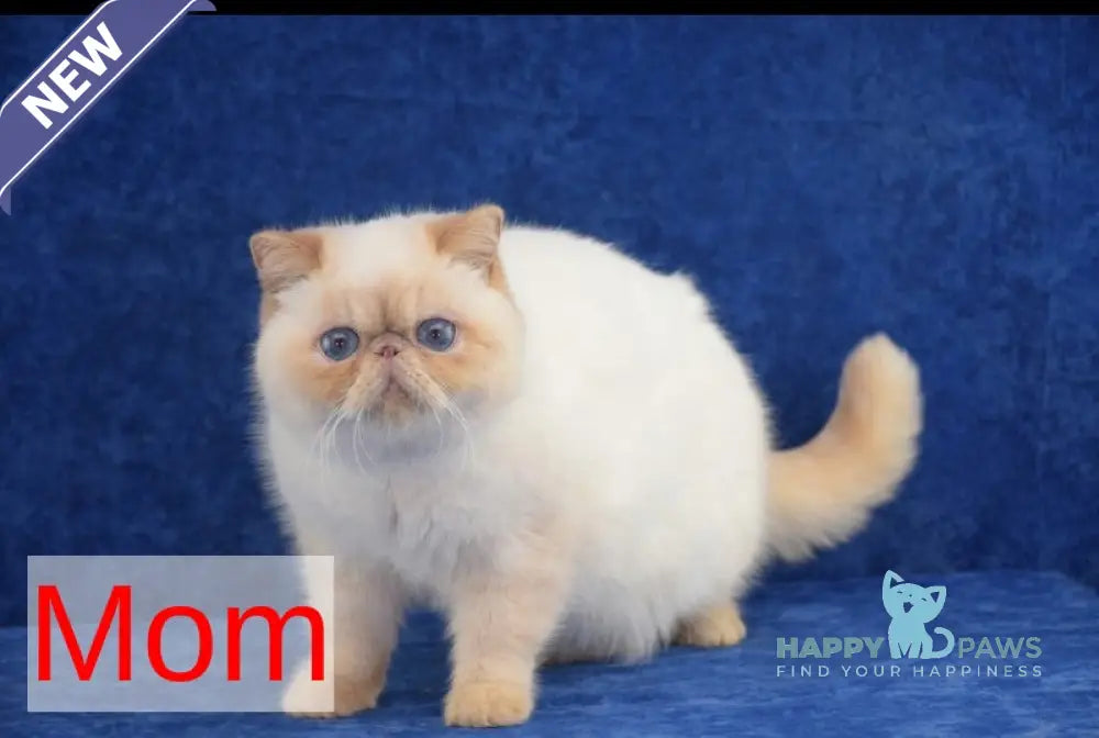 Acapulco Exotic male red tabby pointed live animals