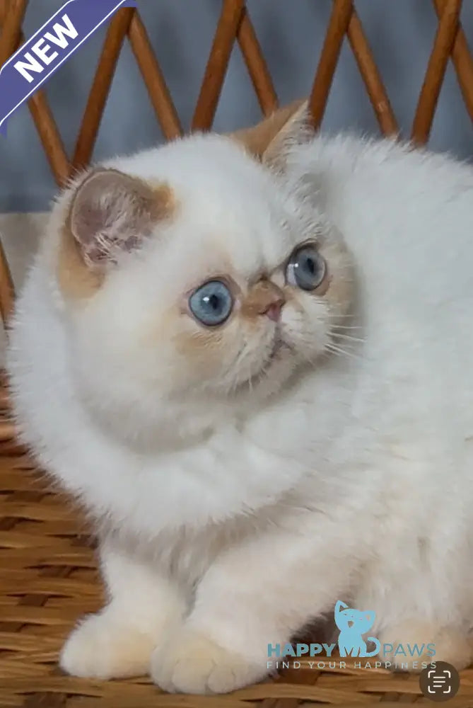 Acapulco Exotic male red tabby pointed live animals